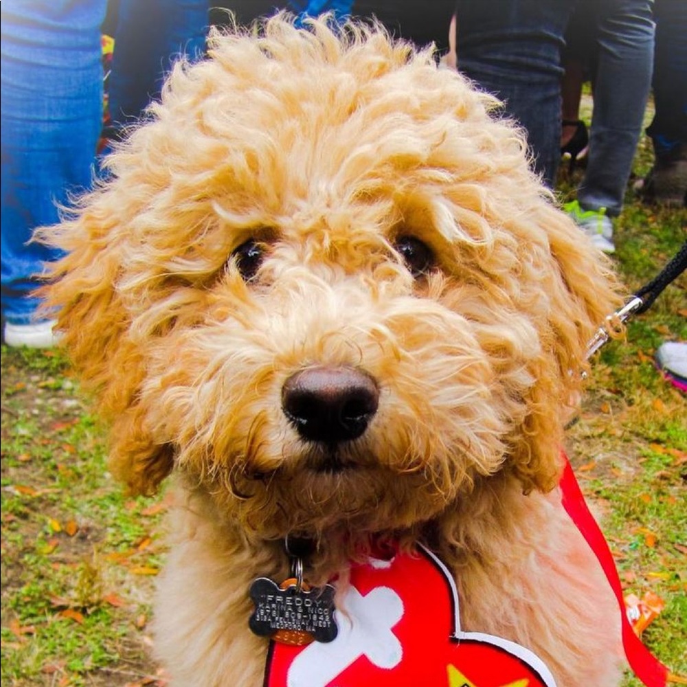 Meet your Posher, Annie